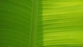 A picture of green banana leaf