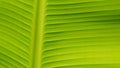 A picture of green banana leaf