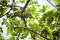 Green cheecked barbet on atree