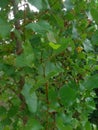 Picture green branches of young poplar