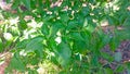a picture of green chili plant Royalty Free Stock Photo