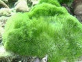 This is a picture of green encrusting star polyps Royalty Free Stock Photo