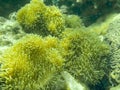 This is a picture of green encrusting star polyps Royalty Free Stock Photo