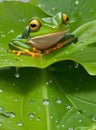 The picture of a green frog on a lotus leaf Royalty Free Stock Photo