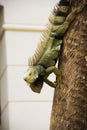 Green iguana walking down a tree Royalty Free Stock Photo