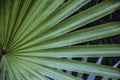 Green leaves of the palm plant in the Naples Botanical Garden in Naples Florida