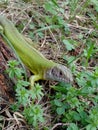 Green lizard in grass Royalty Free Stock Photo