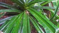 Crop view of nature pandanus leaf