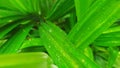 Crop view of nature pandanus leaf