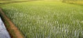 Green rice field in India