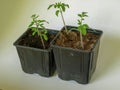 Picture with green tomato seedlings in a flower pot