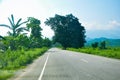 picture of green trees an a big tree by the side of a road Royalty Free Stock Photo