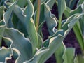 picture with green tulip stems, beautiful texture