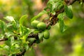 green unripe plums on a branch.