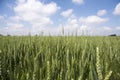 A picture of a wheat filed Royalty Free Stock Photo