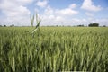 A picture of a wheat filed Royalty Free Stock Photo