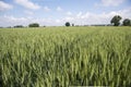 A picture of a wheat filed Royalty Free Stock Photo