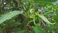 A picture of green ylang ylang or kenanga flower