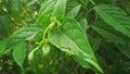 A picture of green ylang ylang or kenanga flower