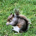 A picture of A grey Squirel