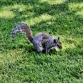 A picture of A grey Squirel