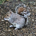 A picture of A grey Squirel