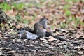 A picture of A grey Squirel