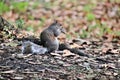 A picture of A grey Squirel