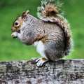 A picture of A grey Squirel