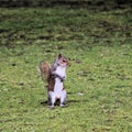 A picture of A grey Squirel