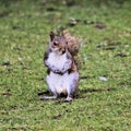 A picture of A grey Squirel