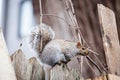 Eastern Gray Squirrel, or Sciurus carolinensis standing in an urban area of Montreal, Quebec, Canada. Royalty Free Stock Photo