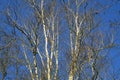 Group of birch / birches with white trunk on a blue sky