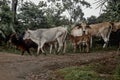 Group of cattle in carreter