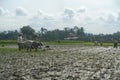 Picture group of farmer planting rice on the rice fields, this activity called tandur in Javanese culture