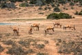 A group of Impalas near a waterhole in the Addo Elephant National Park, near Port Elizabeth, South africa Royalty Free Stock Photo