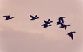 Picture with a group of mallards flying in the sky Royalty Free Stock Photo