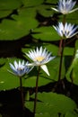 A group of water Lilies in a pond