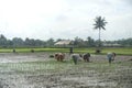 Picture group of people planting rice on the rice fields in Magelang Central Java Indonesia, this activity called tandur. Royalty Free Stock Photo