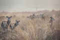 Young red deers in the early morning sunlight. Royalty Free Stock Photo