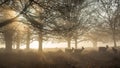 Young red deers in the early morning sunlight.