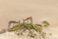 Picture of a group of springboks with horns in on a sand dune in Namib desert in Namibia Royalty Free Stock Photo
