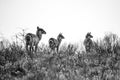 A group of waterbucks in the grass in the Isimangaliso National Park in Southafrica