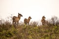 A group of waterbucks in the grass in the Isimangaliso National Park in Southafrica