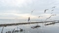 Picture of a group of white seagulls that fly together in large groups around the mangrove forest Royalty Free Stock Photo