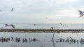 Picture of a group of white seagulls that fly together in large groups around the mangrove forest Royalty Free Stock Photo