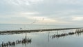 Picture of a group of white seagulls that fly together in large groups around the mangrove forest Royalty Free Stock Photo