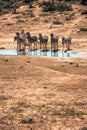 A group of zebras near a waterhole in the Addo Elephant National Park, near Port Elizabeth, South africa Royalty Free Stock Photo