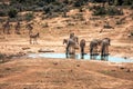 A group of zebras near a waterhole in the Addo Elephant National Park, near Port Elizabeth, South africa Royalty Free Stock Photo