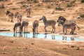 A group of zebras near a waterhole in the Addo Elephant National Park, near Port Elizabeth, South africa Royalty Free Stock Photo